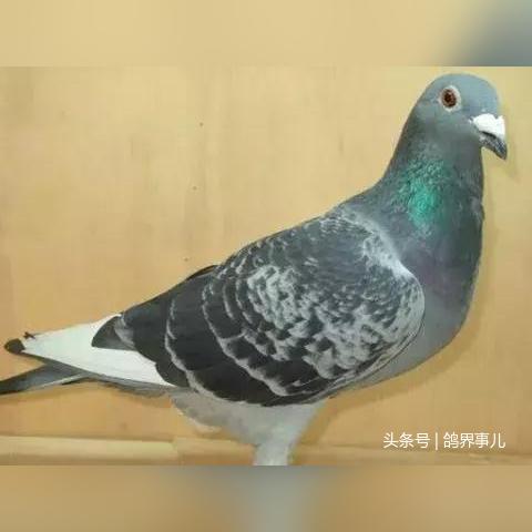 (放我鸽子的说说)不满你们放我鸽子的表情图，失望与失落的心情无法自控