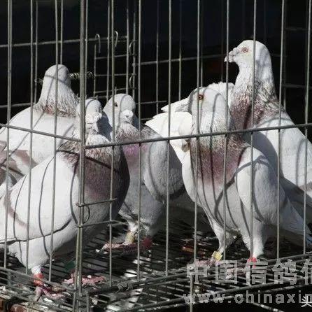 (放我鸽子的说说)不满你们放我鸽子的表情图，失望与失落的心情无法自控
